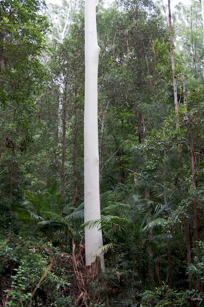 AustraliaEast 10  070